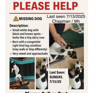 Image of Bo Sua, Lost Dog