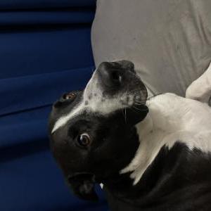 Image of Bronco, Lost Dog