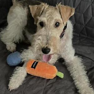 Lost Dog Hudson
