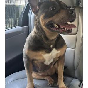 Image of Unknown, Found Dog