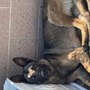 Found Dog Unknown