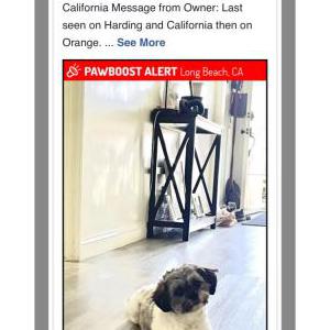 Lost Dog Nena