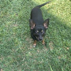 Image of Milo, Lost Dog