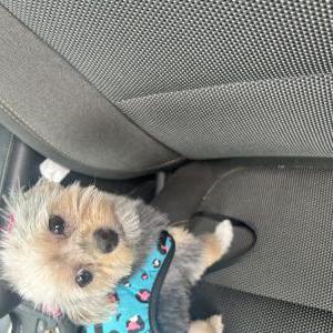 Lost Dog Abeni