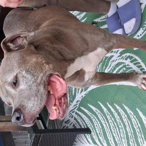 Image of Unknown, Found Dog