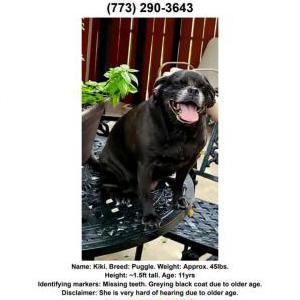 Lost Dog KIKI