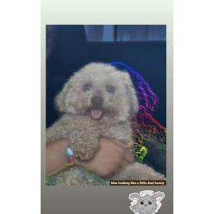 Image of Max, Lost Dog