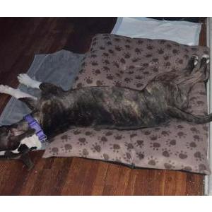 Image of Bella, Lost Dog