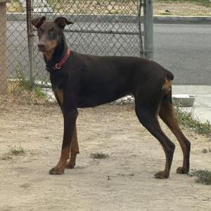 Image of Unknown, Found Dog