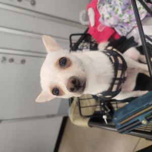 Image of Ivy, Lost Dog