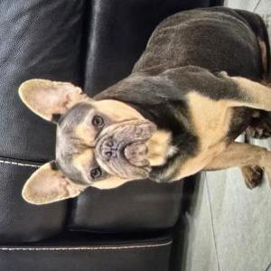 Image of Maryllen, Lost Dog