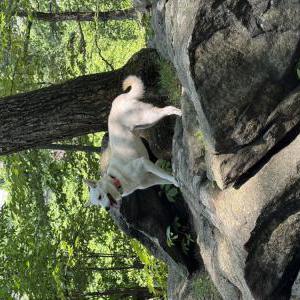 Image of Dolley, Lost Dog